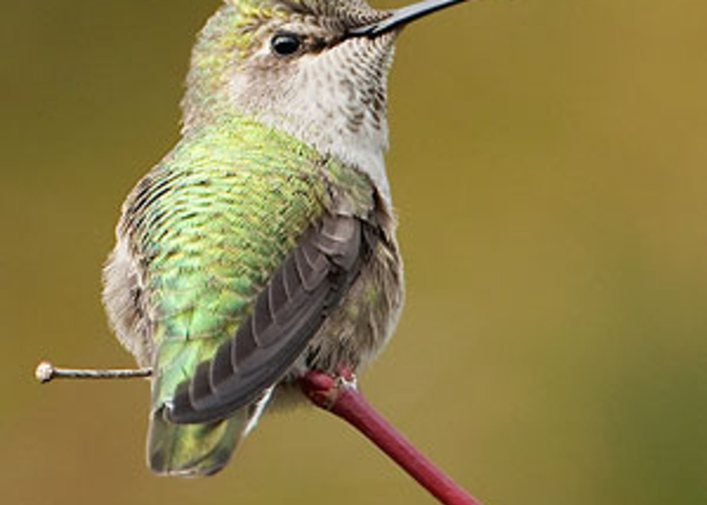 Anna's Hummingbird