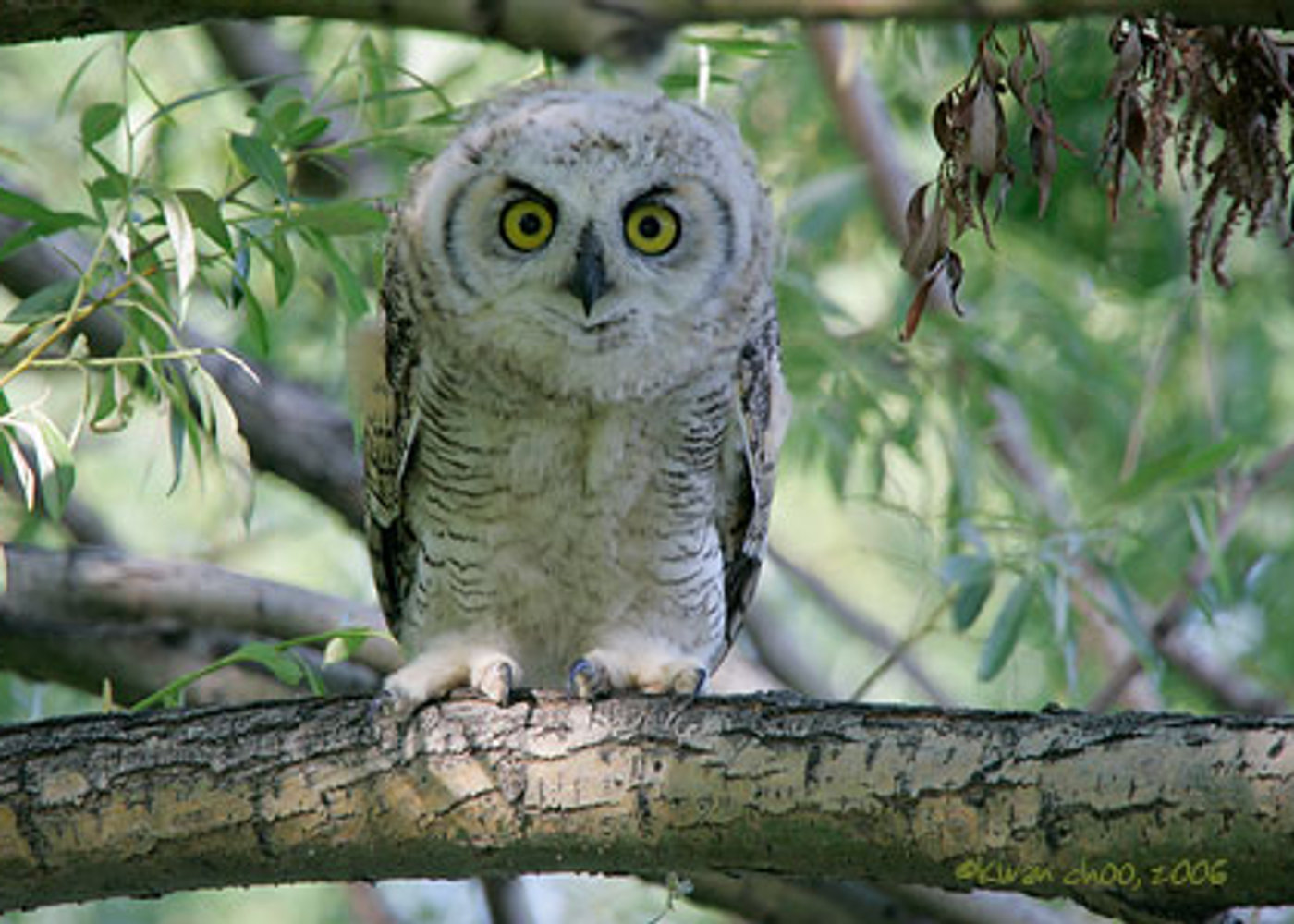 Barred Owl