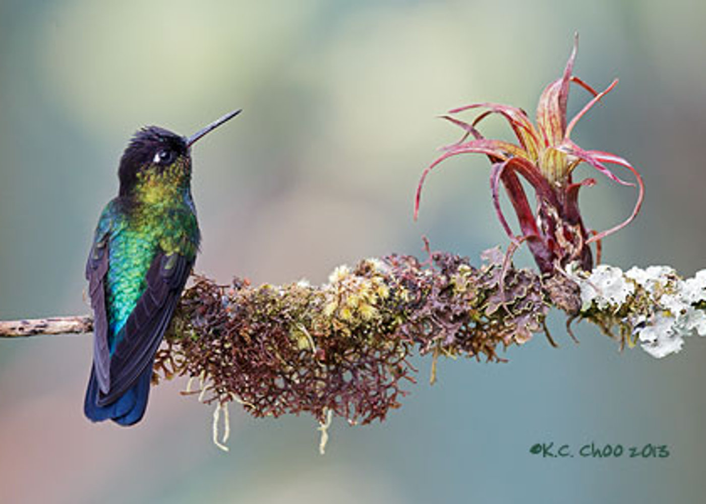 2nd Honourable Mention — Avian