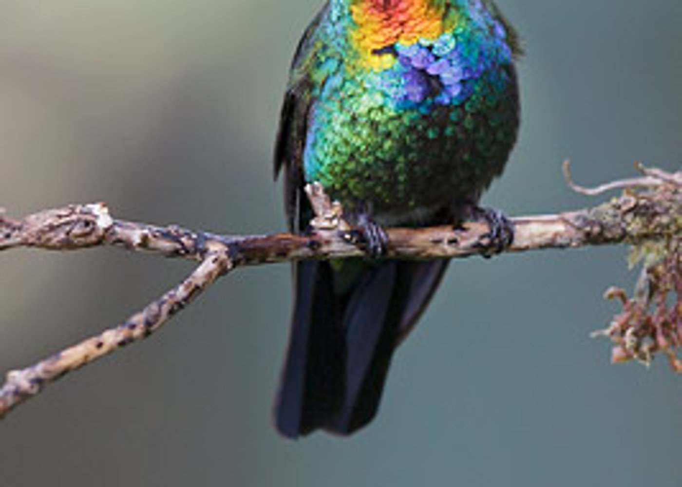 Fiery-throated Hummingbird