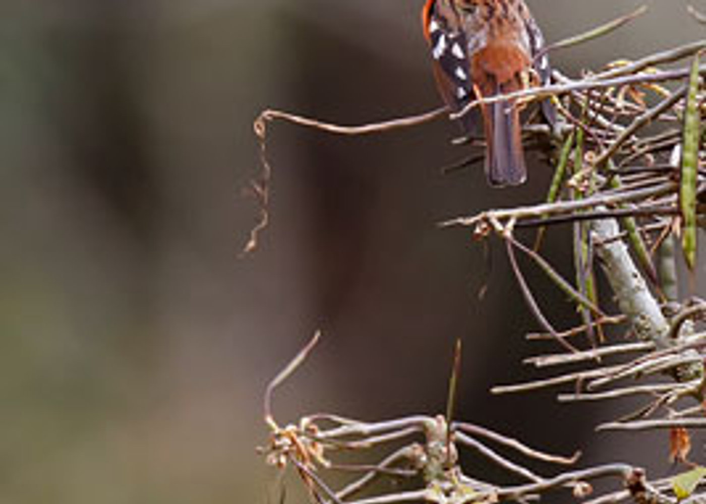 Flame-coloured Tanager