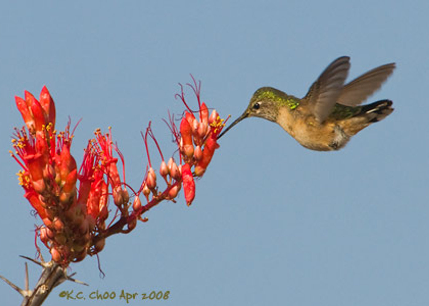 Rufous Hummingbird