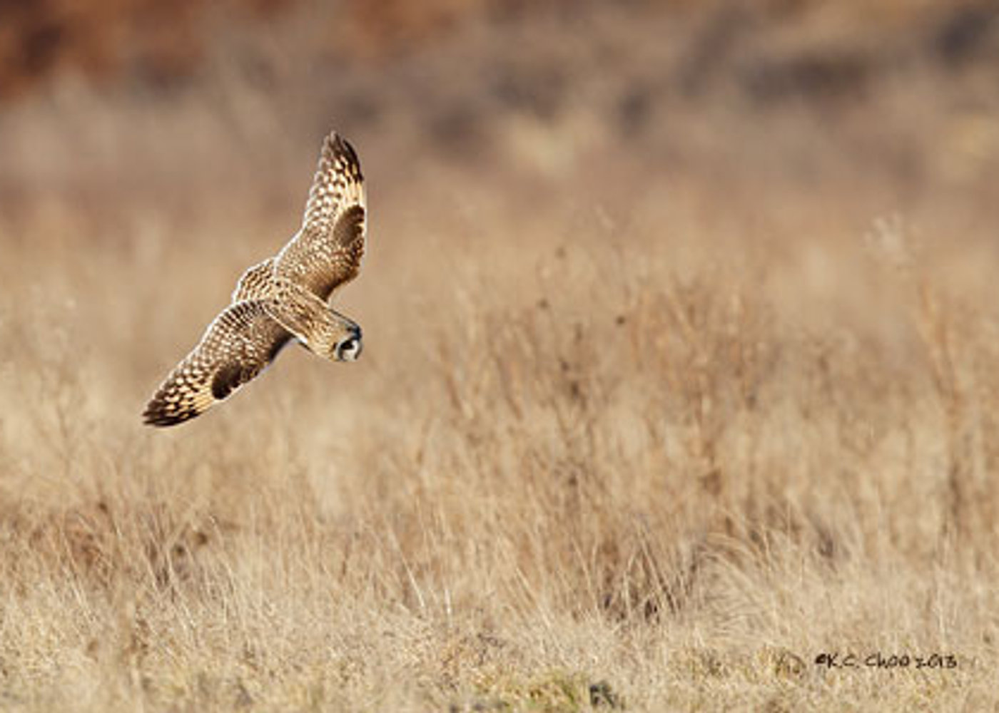 Short-eared Owl