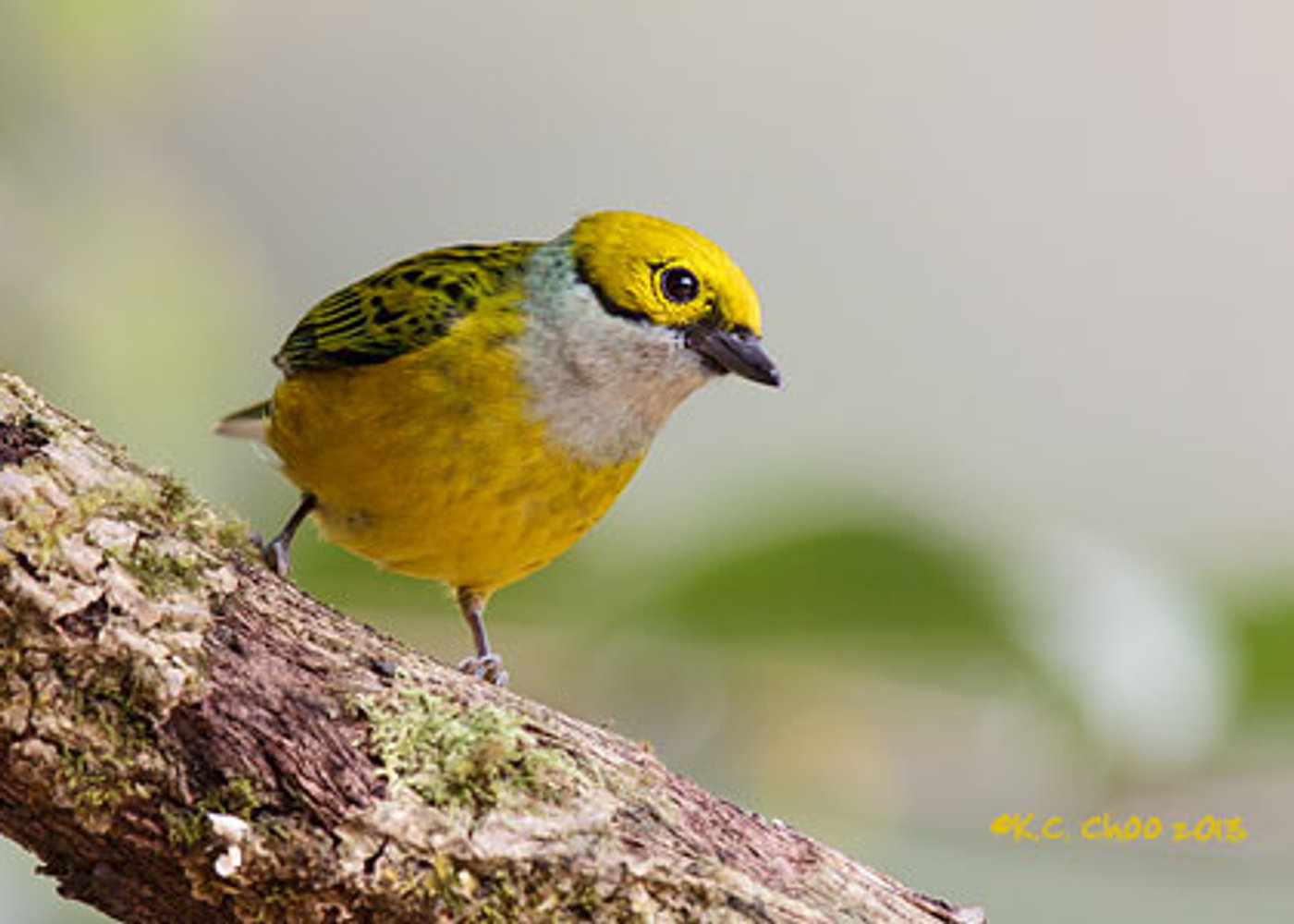 Silver-throated Tanager