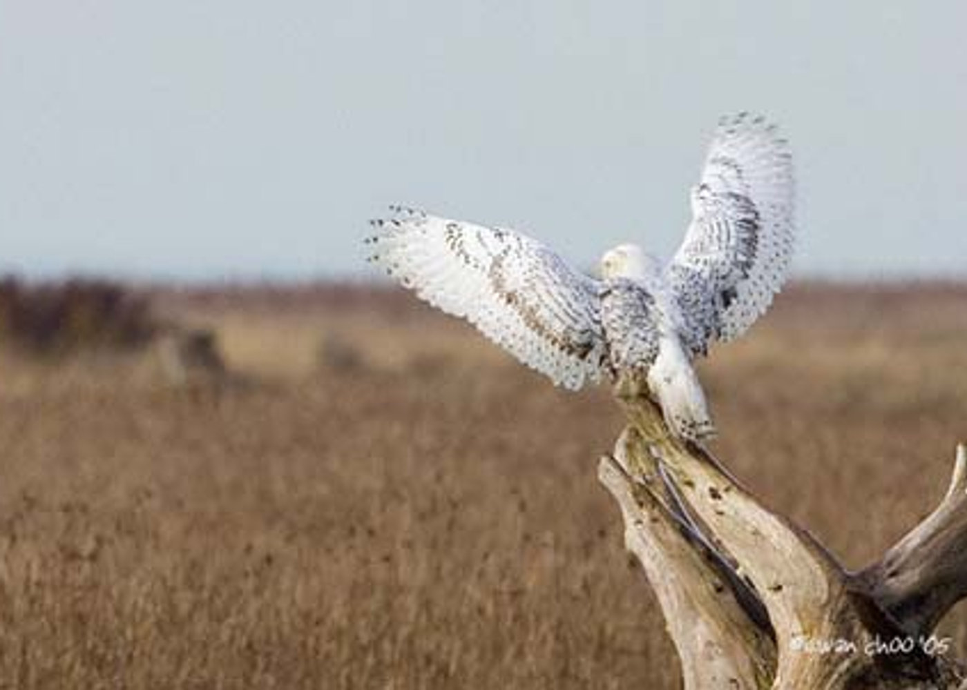 Snowy Owl in flight, Boundary Bay, BC