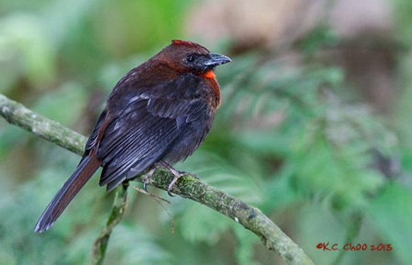 Costa Rica