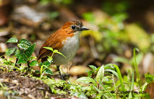 Ecuador