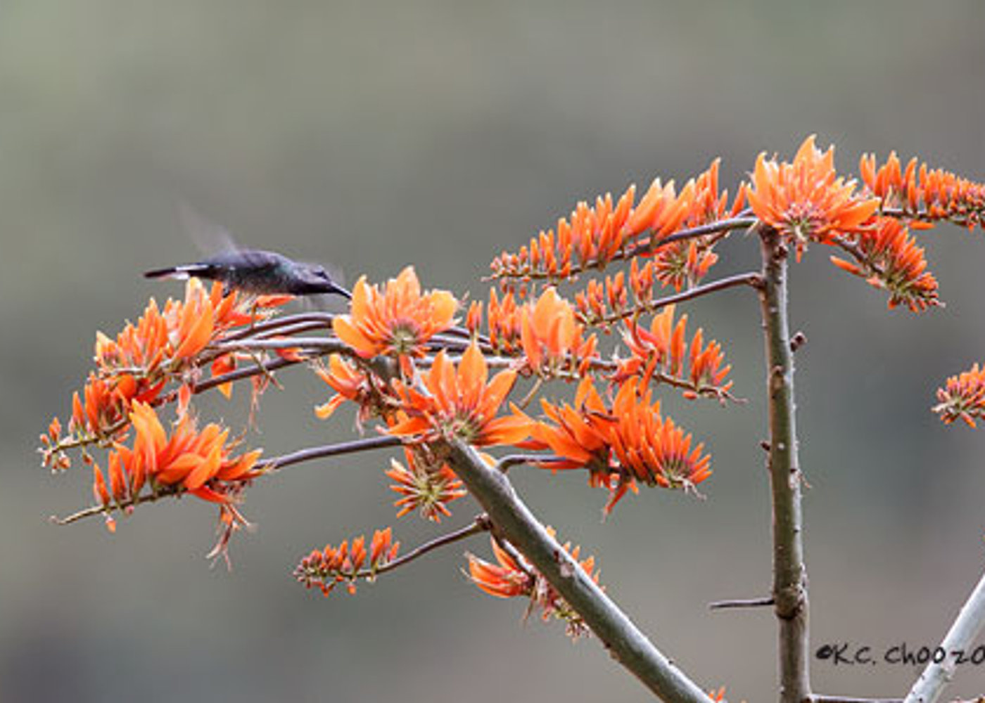 Violet Sabrewing